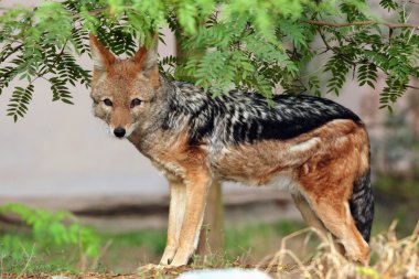 Black-backed jackal (Canis mesomelas). clipart