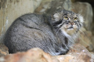 Pallas kedisi (Otocolobus manul)