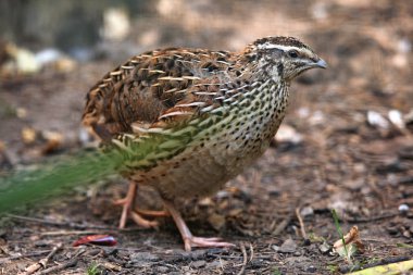 Japanese quail (Coturnix japonica). clipart