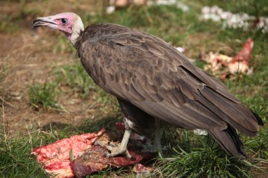 Kukuletalı akbabası (necrosyrtes monachus).