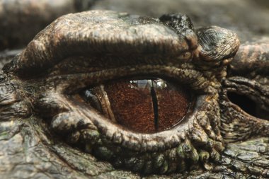 Düz alınlı caiman (Paleosuchus trigonatus).
