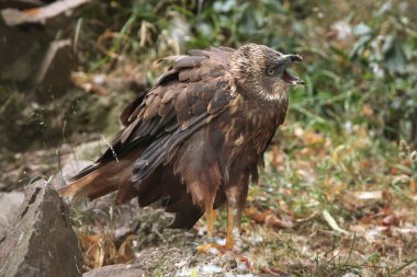 Batı marsh harrier (sirk aeruginosus).