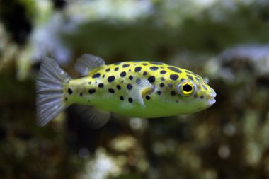Kirpi balığı (Tetraodon nigroviridis yeşil benekli).