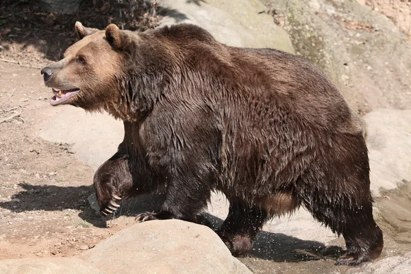 Bruine beer (Ursus arctos)). — Stockfoto