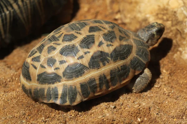 Tortuga araña común —  Fotos de Stock