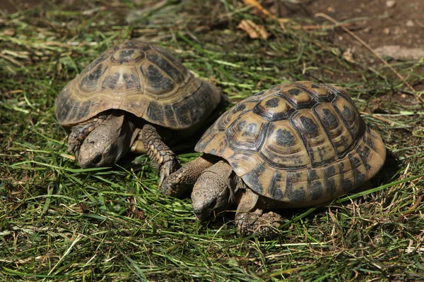 Eastern Hermann's tortoises — Stock Photo, Image