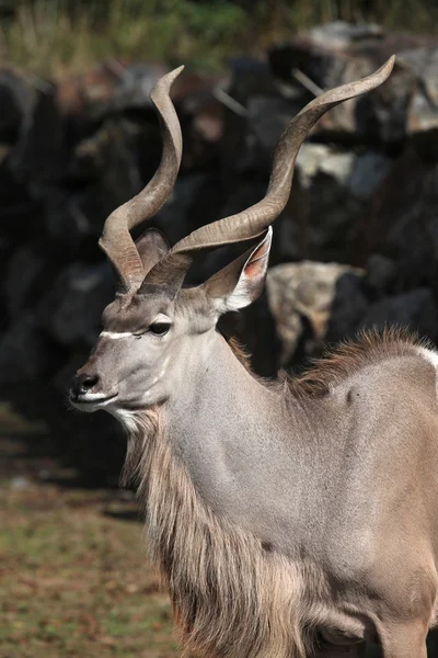 Większa kudu (Tragelaphus strepsiceros). — Zdjęcie stockowe