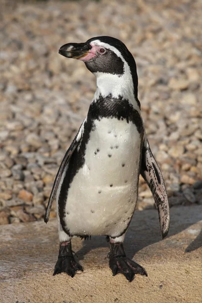 Humboldt penguin (Spheniscus humboldti). — Stock Photo, Image