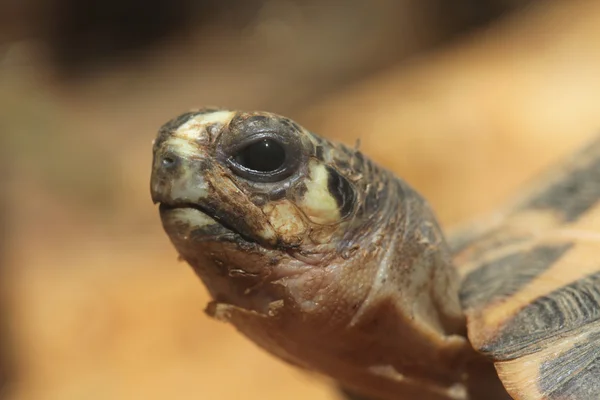 Common spider tortoise — Stock Photo, Image