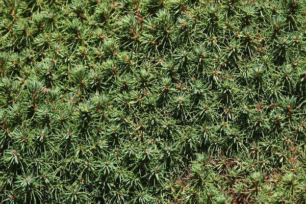 Lilliput fehér lucfenyő (Picea poloska) — Stock Fotó