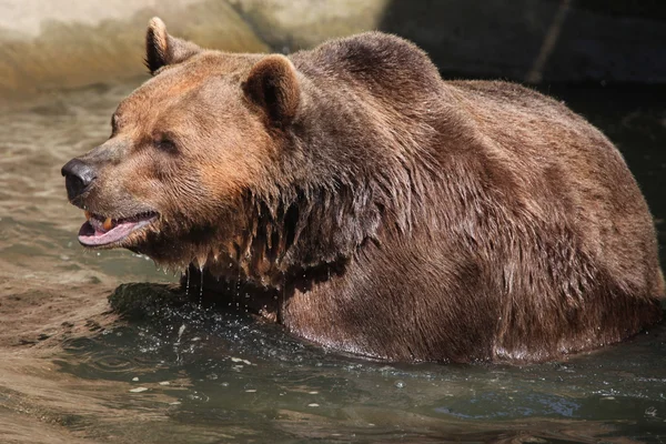 棕熊（Ursus arctos）). — 图库照片