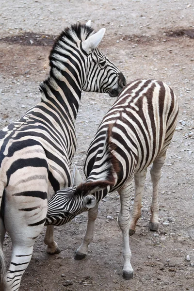 A zebra de Burchell alimenta o potro. . — Fotografia de Stock