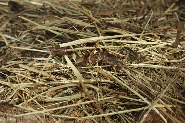 Grillos de casa (Acheta domestica ). — Foto de Stock