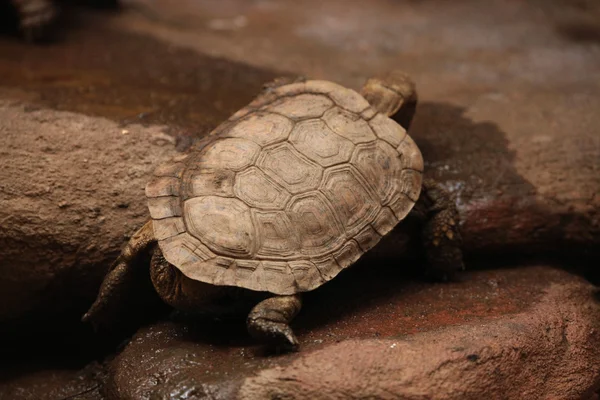 Pannenkoek schildpad (Malacochersus tornieri). — Stockfoto
