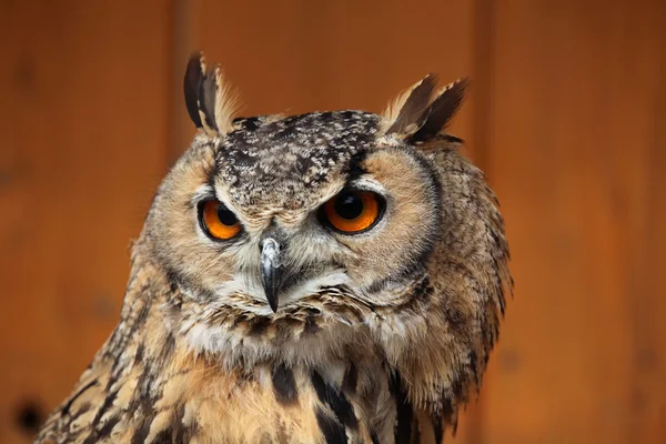 Indischer Uhu (bubo bengalensis)). — Stockfoto