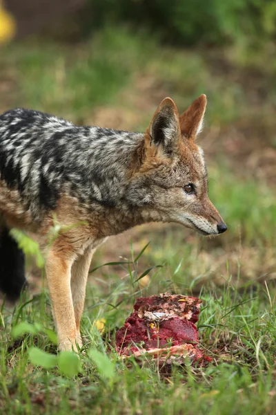 Zwarte backed jakhals (canis mesomelas). — Stockfoto