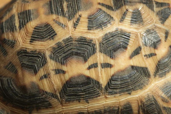 Textura común de concha de tortuga araña —  Fotos de Stock
