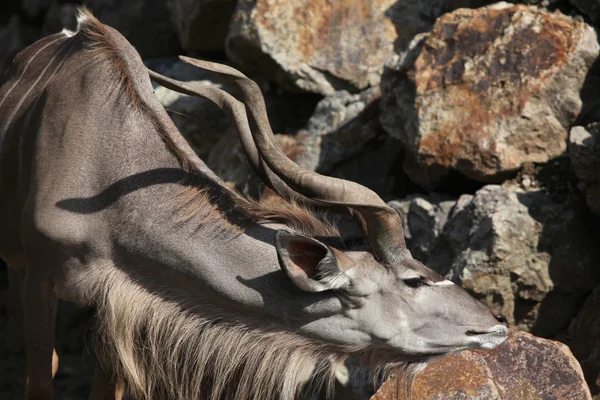 Grande Kudu (Tragelaphus strepsiceros ). — Fotografia de Stock
