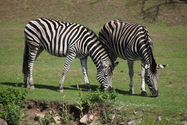 Zebras de Chapman (Equus quagga chapmani ). — Fotografia de Stock