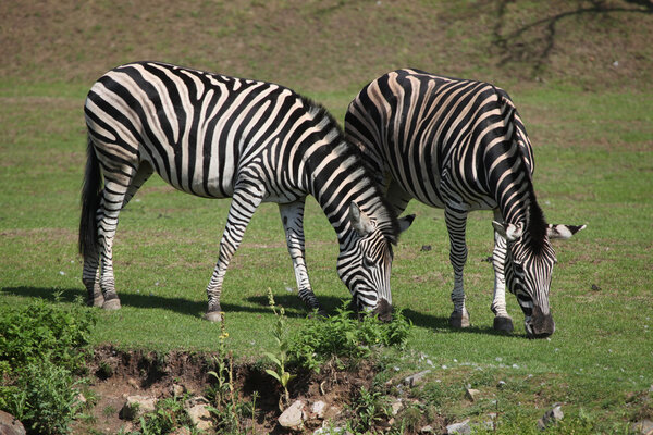 Chapman's zebras (Equus quagga chapmani). Wild life animals.