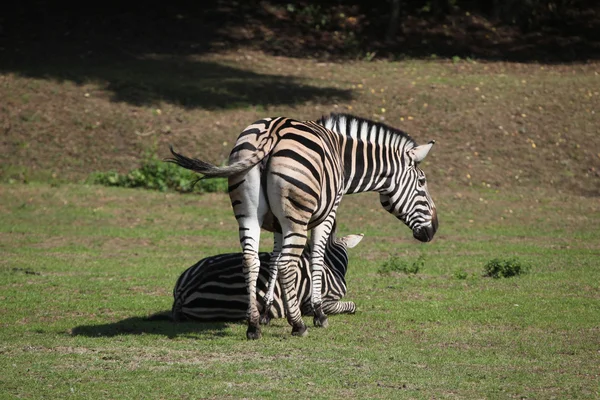 Zebras de Chapman (Equus quagga chapmani ). — Fotografia de Stock