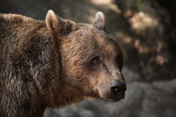 Urso castanho (Ursus arctos). — Fotografia de Stock