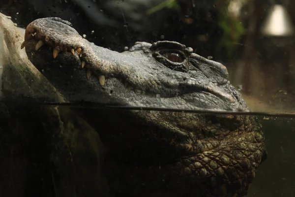 Caimão de fronte lisa (Paleosuchus trigonatus ). — Fotografia de Stock