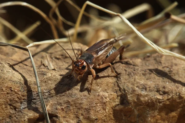 Házi tücsök (Acheta domestica). — Stock Fotó