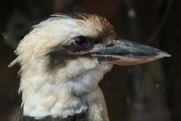 Сміх kookaburra (Dacelo novaeguineae). — стокове фото