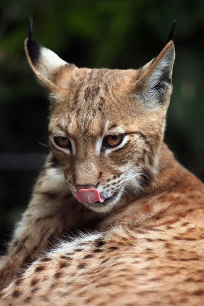 Karpatské rys ostrovid (Lynx lynx carpathica). — Stock fotografie