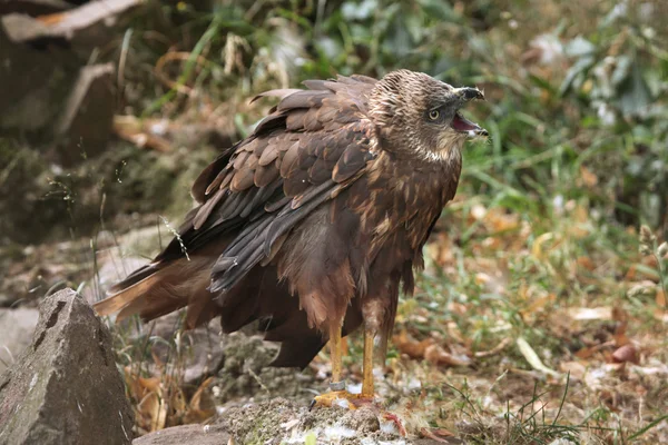 Harrier del pantano occidental (Circus aeruginosus ). — Foto de Stock