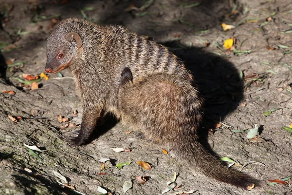 Banded mongoose (Mungos mungo colonus). — Stock Photo, Image