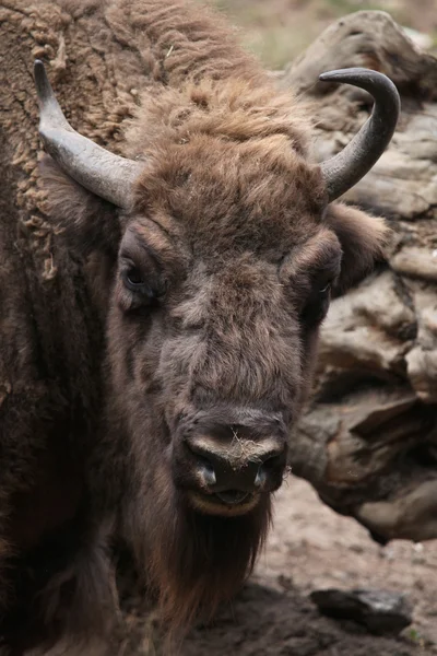 Bisonte europeo (Bison bonasus). —  Fotos de Stock