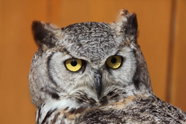 Grande coruja (bubo virginianus). — Fotografia de Stock