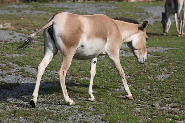 Turkmenian kulan (Equus hemionus Emese). — Stock Fotó