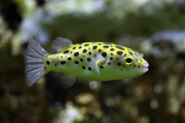 Green spotted puffer (Tetraodon nigroviridis). — Stock Photo, Image