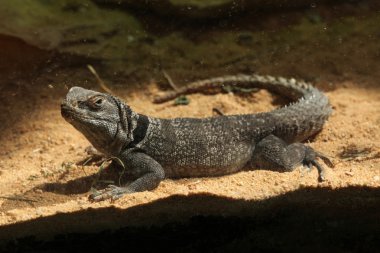 Madagaskar dikenli kuyruklu iguana (Oplurus cuvieri)