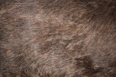 Boz ayı (Ursus arctos) doku kürk