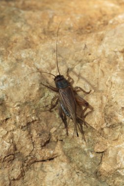 House kriket (Acheta domestica)