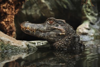 Düz alınlı caiman (Paleosuchus trigonatus)