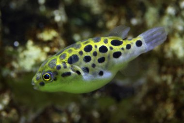 Kirpi balığı (Tetraodon nigroviridis yeşil benekli)