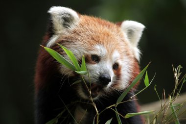 Red Panda (Ailurus fulgens)