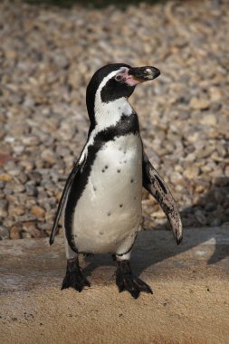 Humboldt penguin (Spheniscus humboldti) clipart