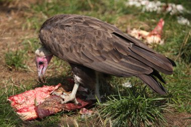 Kukuletalı akbabası (necrosyrtes monachus)