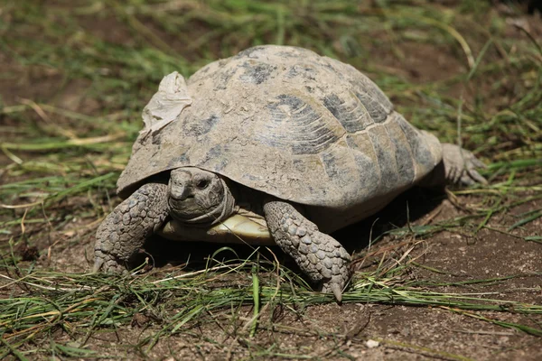 Oost-Hermann schildpad — Stockfoto