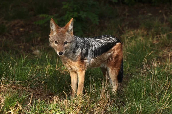 Šakal černý (canis mesomelas) — Stock fotografie