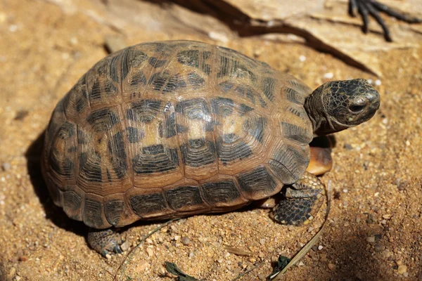 Common spider tortoise — Stock Photo, Image