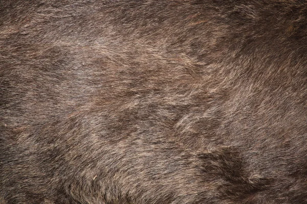 Brown bear (Ursus arctos) fur texture — Stock Photo, Image