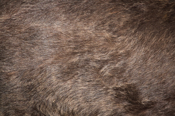 Меховая текстура медведя (Ursus arctos)
