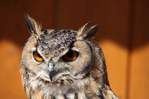 Indian eagle-owl (Bubo bengalensis)